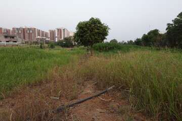 Fototapeta premium Fertile agriculture land is disappearing in Hyderabad suburb of Telangana in India. Photo: April 28 2024