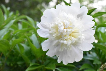 white flower of a peony