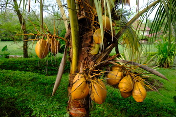 ivory coconut is a type of coconut tree whose fruit is ivory yellow, trunked not too high, and is...