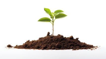 A single green shoot growing from a clump of dirt, isolated on a white background, with space for environmental text.