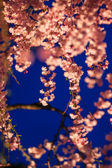 夕暮れのしだれ桜