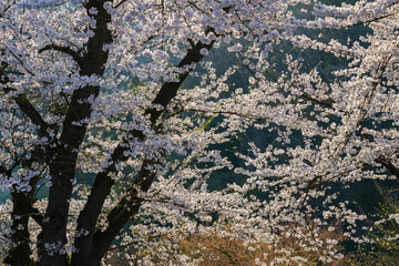 朝日に輝く満開の桜