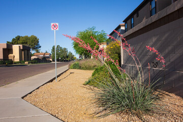 Arizona desert native flowering red yucca, Hesperaloe parviflora, frequently found along xeriscaped city streets in Phoenix, Arizona