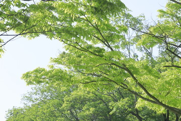 Obraz premium 日本の新緑