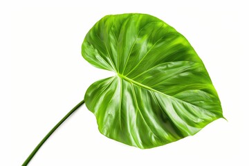 Obraz premium An image of a single vibrant, green leaf from a tropical African plant against a stark white background