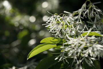 日本の春に咲いた、ヒトツバタゴ