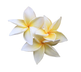 Plumeria or Frangipani or Temple tree flower. Close up white-yellow plumeria flowers bouquet isolated on transparent background.	