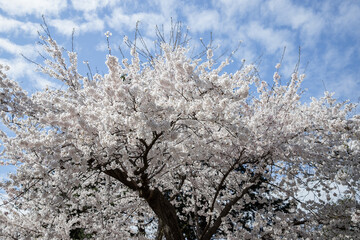 Cherry blossoms in full bloom in spring. Toronto, Canada.