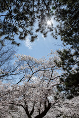 Cherry blossoms in spring with blue sky and white clouds. Toronto, Canada.