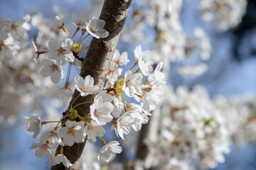 Cherry blossoms in springtime with blue sky and white clouds. Toronto, Canada.