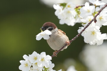 eurasian tree sparrow in a forest