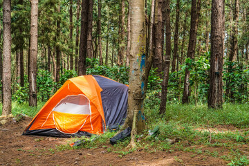 tent set up next to rubber trees, rubber forest background with empty photocopy space