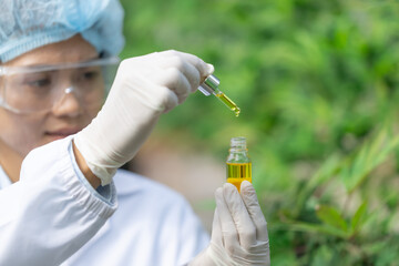 The hands of scientists dropping marijuana oil for experimentation and research, Concept of herbal alternative medicine, cbd hemp oil, pharmaceptical industry.