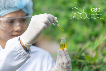 CBD Hemp oil, Doctor holding a bottle of hemp oil, cbd and hash oil, Cannabidiol  with CBD  and formula, alternative medicine.