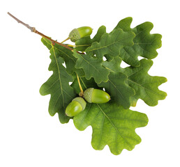 an oak branch with green leaves and acorns, carved from the background © Masquerade