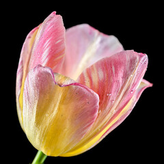 Fototapeta na wymiar Pink tulip flower on a black background