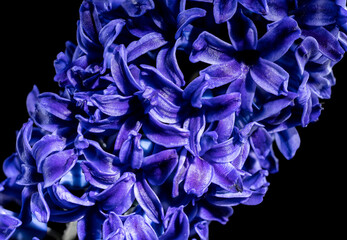 Purple Hyacinth flower on a black background