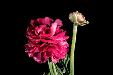Red ranunculus flowers on a black background