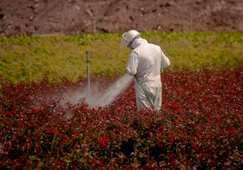 A horizontal image of  man in a hazardous materials suit spraying pesticide on plants at a nursery