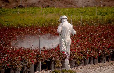 A horizontal image of  man in a hazardous materials suit spraying pesticide on plants at a nursery
