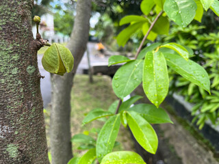 small soursop fruit. need to be cared for properly so they can be harvested