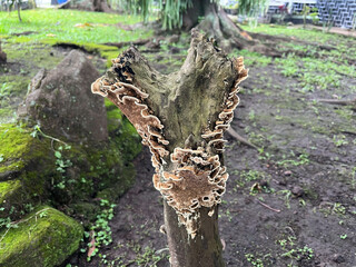 mushrooms that grow abundantly on tree trunks