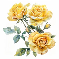 Yellow roses watercolor isolated on white background - obrazy, fototapety, plakaty