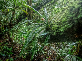 ferns in the forest,Closeup Beautiful Huperzia squarrosa. nature green background.