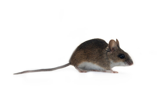 Theriology and deratization. Wild forest and field mice (Apodemus and Arvicolinae) as pests of agriculture and household. Isolated Wood mouse (Apodemus sylvaticus) shooting from different angles