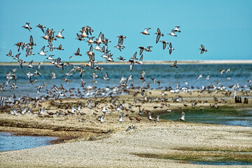 Birds rest and feed on shallows. Dunlin (Calidris alpina), curlew sandpiper (C. ferruginea),...