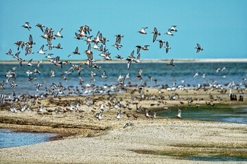 Birds rest and feed on shallows. Dunlin (Calidris alpina), curlew sandpiper (C. ferruginea), European turnstone (Arenaria interpres). Arabatskaya strelka, Lake Sivash