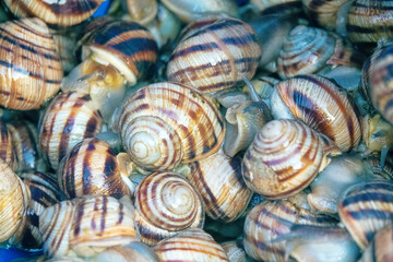 Grape snails undergo a process of purification and soaking. Lots of macro snails