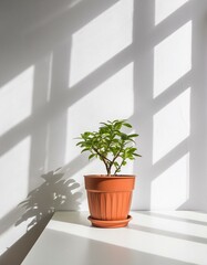 plant in a window, White desk of free space, wall with shadows, texture, background, Ai Generate