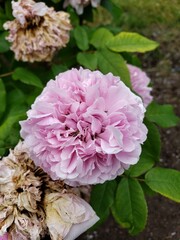 pink flower