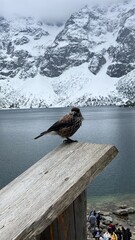 Nucifraga caryocatactes, the background of a medium-sized colorful European bird against a background of snowy mountains, a speckled nuthatch