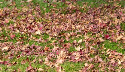 Fall leaves blown by the wind roll over a green patch of grass image in horizontal format for...