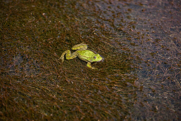 A frog in the river in the middle of the forest