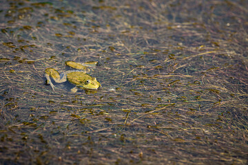 A frog in the river in the middle of the forest