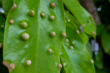detailed photo of galls on water apple leaves. macro photo of plant leaves infected by parasites or pests
