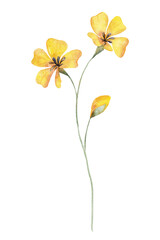 Yellow  wild flower, watercolor drawing. Botanical floral illustration. Digital flower.