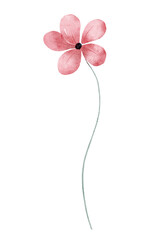Pink wild flower, watercolor drawing. Botanical floral illustration. Digital flower.