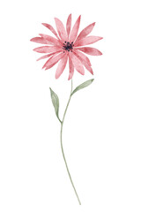 Pink wild flower, watercolor drawing. Botanical floral illustration. Digital flower.