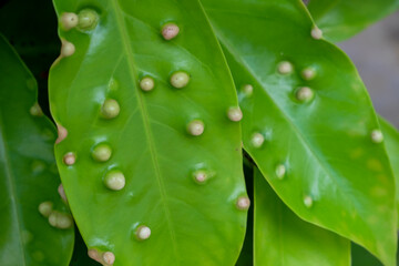 detailed photo of galls on water apple leaves. macro photo of plant leaves infected by parasites or pests