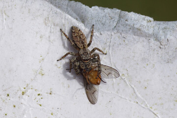 Fencepost jumping spider (Marpissa muscosa) with a house fly Phaonia subventa as prey. On an old,...