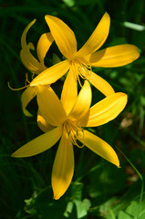 Forest yellow lilies. Closeup.