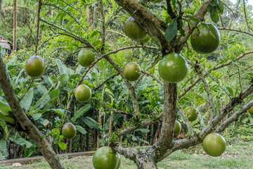 the maja fruit is still on the tree