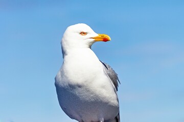 Portrait of seagull