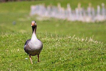 wild goose on the meadow