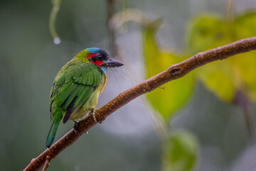 Obraz premium Blue-eared Barbet (Psilopogon duvaucelii ) launching off from tree branch in thick tropical rainforest in namtok saikhao National Park Thailand, Asia.video