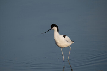 Pied Avocet in water looking for food (Recurvirostra avosetta)